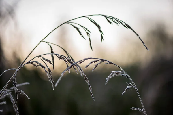 Замороженные согнутые травы в конце осени с наступлением зимы — стоковое фото