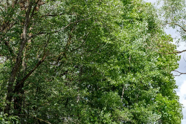 Czas lato liści liść tekstura trawa zielony — Zdjęcie stockowe