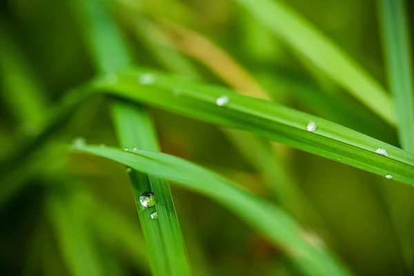 Follaje hoja hierba textura en verde soleado verano — Foto de Stock