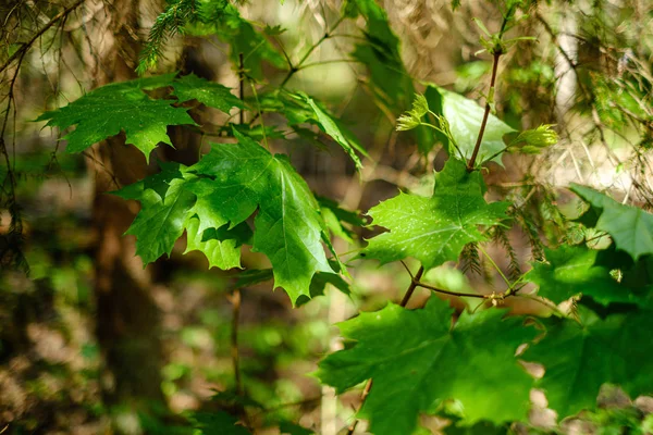 Folhagem folha grama textura em verde ensolarado horário de verão — Fotografia de Stock