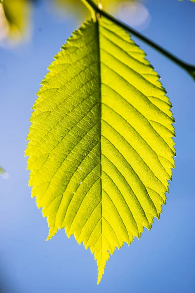 緑晴れた夏の時間に葉の葉の草のテクスチャ — ストック写真