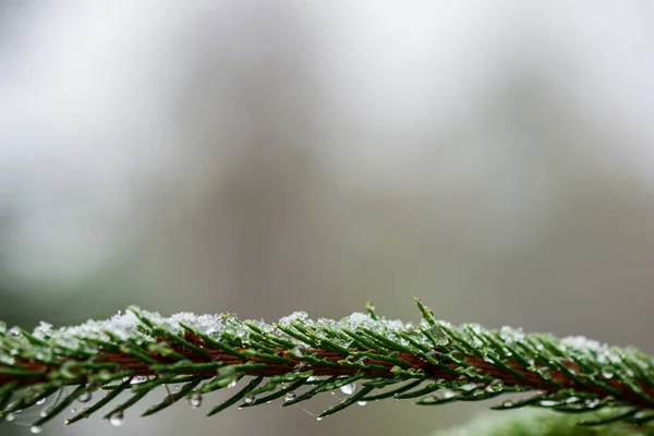 Frozen tree branches in winter covered in snow — Stock Photo, Image