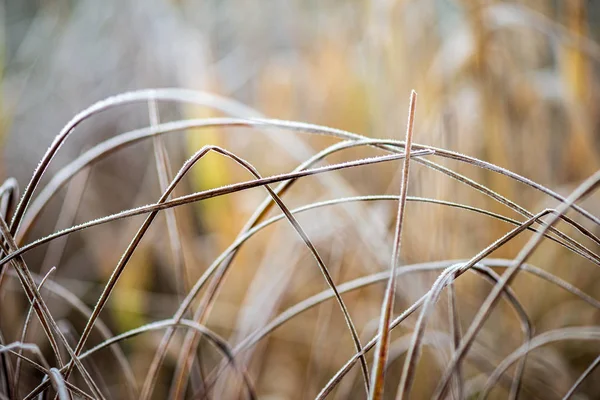 Zmrazené mrazivé travnaté benty na konci podzimu s příchodem zimy — Stock fotografie