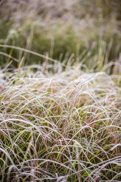 Kış geliyor geç sonbaharda donmuş buzlu çim bentleri — Stok fotoğraf