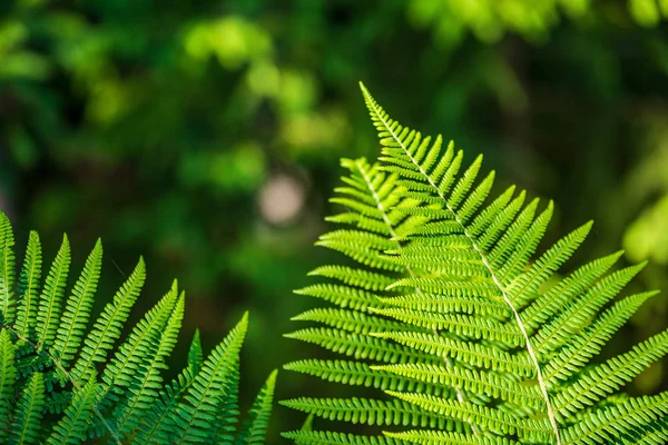 Folhagem folha grama textura em verde ensolarado horário de verão — Fotografia de Stock