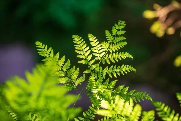Folhagem folha grama textura em verde ensolarado horário de verão — Fotografia de Stock