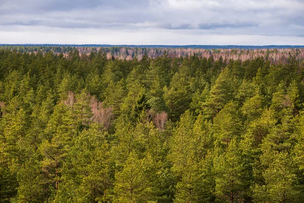 endless forests in summer dayat countryside from above