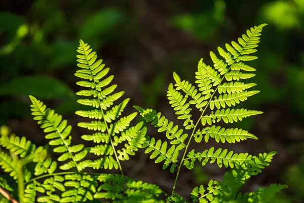 Fogliame foglia erba texture in verde soleggiato periodo estivo — Foto Stock