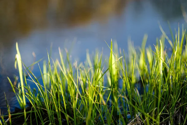 Follaje hoja hierba textura en verde soleado verano —  Fotos de Stock