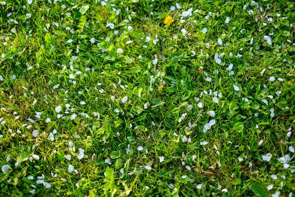 Laub Blatt Gras Textur in grün sonnig Sommerzeit — Stockfoto