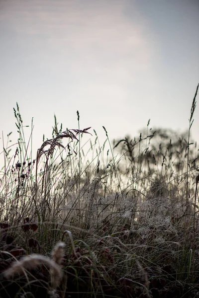 Frozen frosty grass bents in late autumn with winter coming — Stock Photo, Image