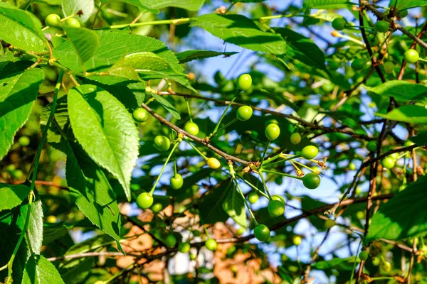 Folhagem folha grama textura em verde ensolarado horário de verão — Fotografia de Stock