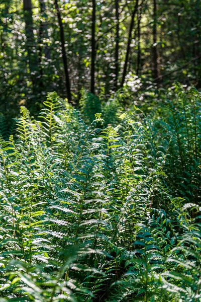 녹색 화창한 여름 시간에 단풍 잎 잔디 질감 — 스톡 사진