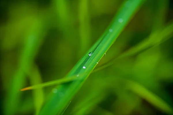 Follaje hoja hierba textura en verde soleado verano —  Fotos de Stock