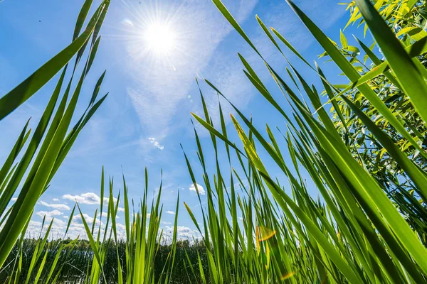 foliage leaf grass texture in green sunny summer time