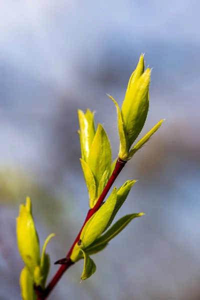Yeşil güneşli yaz aylarında yaprak yaprak çim doku — Stok fotoğraf