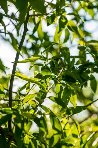 Текстура листя трави в зелений сонячний літній час — стокове фото