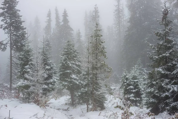 Kışın donmuş ağaç dalları karla kaplı — Stok fotoğraf