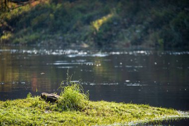 ağaç dalları arkasında gizleme orman nehir sakin