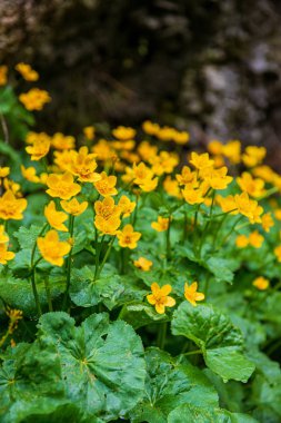güneş altında yeşil çayır rastgele renk yaz çiçekleri