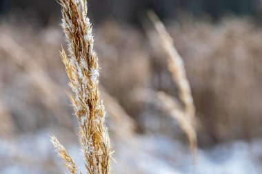 bulanık arka plan dokusu üzerinde Kuru Çim Bens