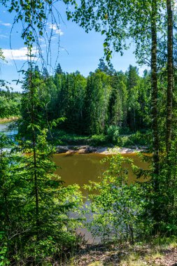 ağaç dalları arkasında gizleme orman nehir sakin