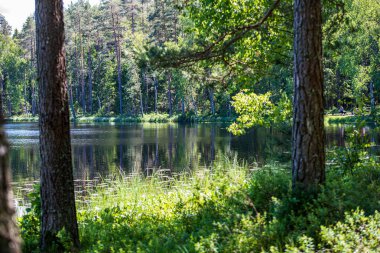 Güneşli yaz ormandaki ağaç gövdeleri