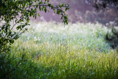 ağaç dalları ve bulanıklık arka planda yaprakları. Soyut doku