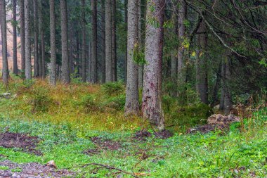 büyük ağaç gövdeleri ile güneşli Sonbahar Ormanı