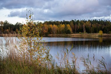 ağaç dalları arkasında gizleme orman nehir sakin