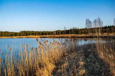 bulanık arka plan dokusu üzerinde Kuru Çim Bens