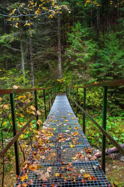 Sonbahar ormanında nehir üzerinde eski metal köprü