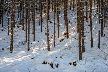 Kış aylarında güneşli günde Frost karlı orman ağaçları