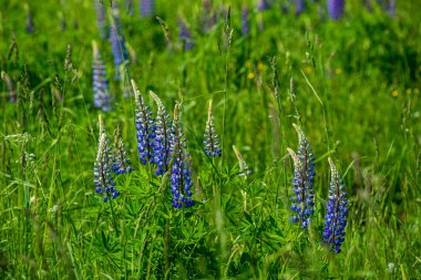 yaz sıcağında çiçeklenme çiçekler ile yeşil çayır mera
