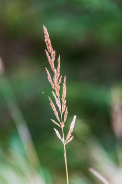 bulanık arka plan dokusu üzerinde Kuru Çim Bens