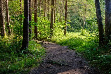 doğada kuru eski ağaç gövde Stomp
