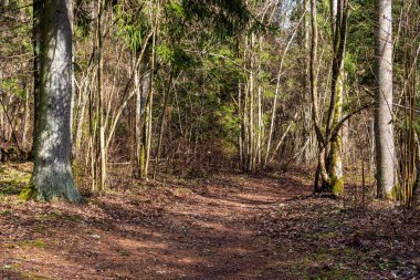doğada kuru eski ağaç gövde Stomp