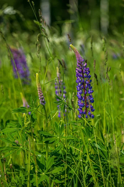 Pasto de prado verde com flores florescendo no calor de verão — Fotografia de Stock