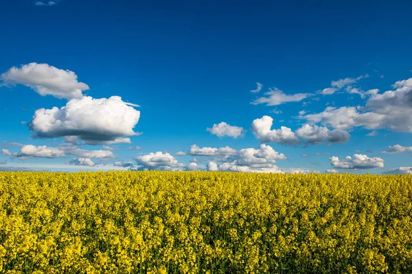 Colza bloominf campos amarillos en primavera bajo el cielo azul en los soles —  Fotos de Stock
