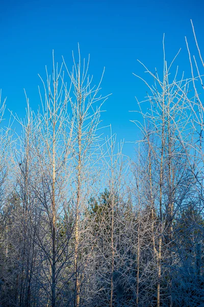 겨울 화창한 날에 서 리 눈 덮인 숲 나무 — 스톡 사진