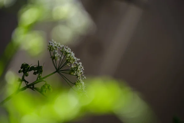 Samenstelling van kleine witte bloemen en Fern Leaf op groene vervagen b — Stockfoto