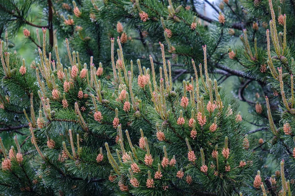Taze menekşe koni ile genç çam ağacı dalları — Stok fotoğraf