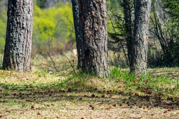 화창한 여름 숲에서 나무 줄기 — 스톡 사진