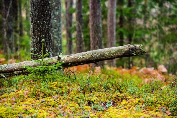 Batang pohon kering tua menginjak-injak di alam — Stok Foto