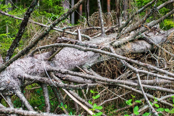 Tronco de árbol viejo seco pisar en la naturaleza — Foto de Stock