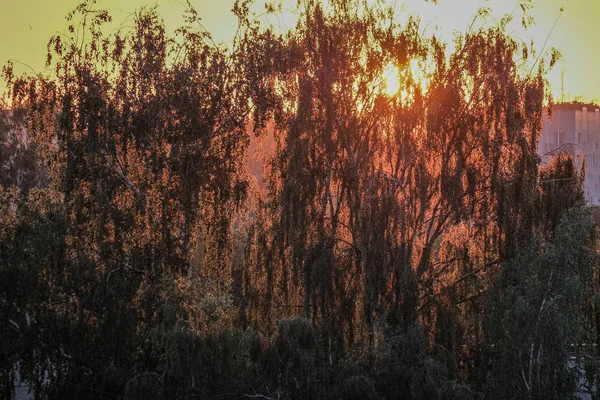 Dramatische Rode zonsondergang kleuren in de hemel boven bomen en velden — Stockfoto