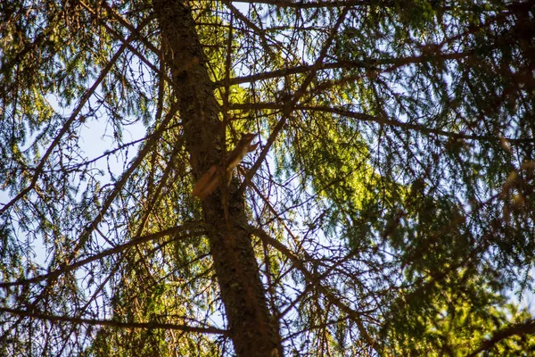 Boom tops in het bos groeit naar de blauwe hemel — Stockfoto