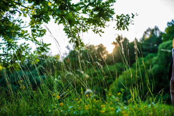 树枝和树叶在模糊的背景。抽象纹理 — 图库照片