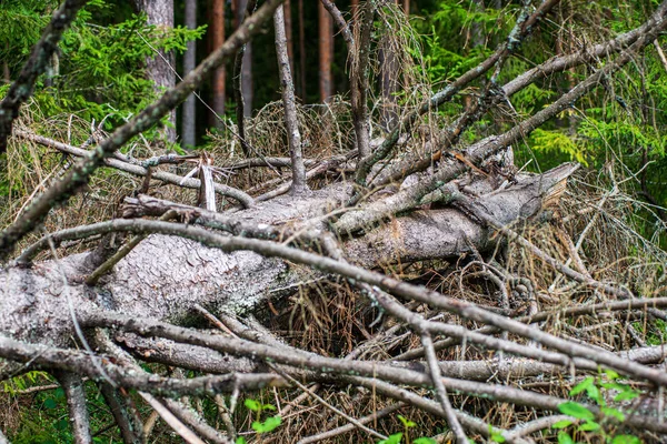 Vieux tronc d'arbre sec piétiner dans la nature — Photo