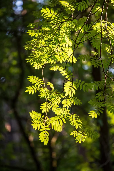 Branches et feuilles d'arbres sur fond flou. texture abstraite — Photo